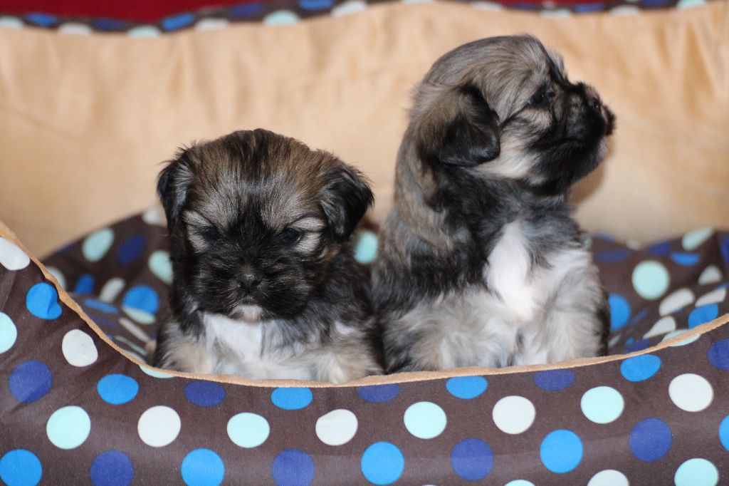 chiot Lhassa Apso Very Versace's