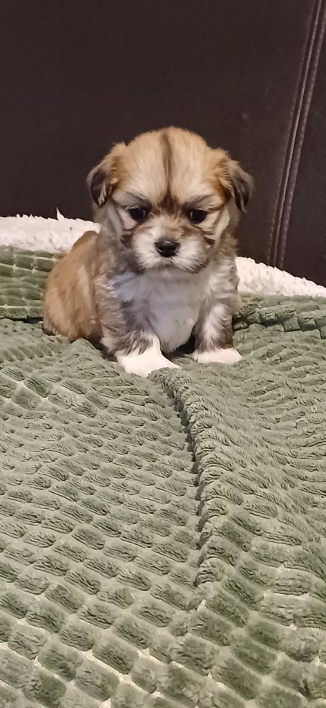 Very Versace's - Chiot disponible  - Lhassa Apso