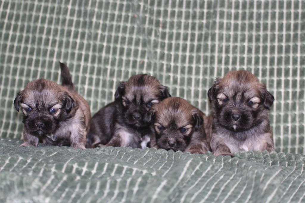 Very Versace's - Chiot disponible  - Lhassa Apso