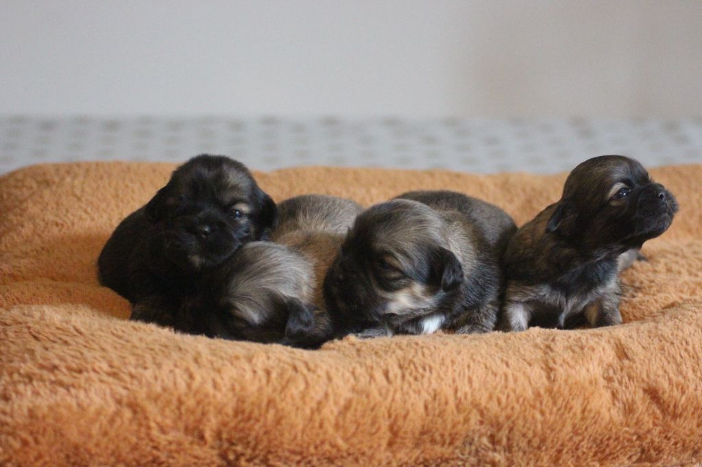 Very Versace's - Chiot disponible  - Lhassa Apso