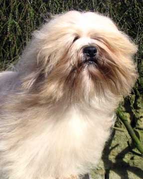 Very Versace's American gigolo