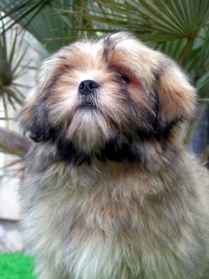 Very Versace's Bo Giorgio