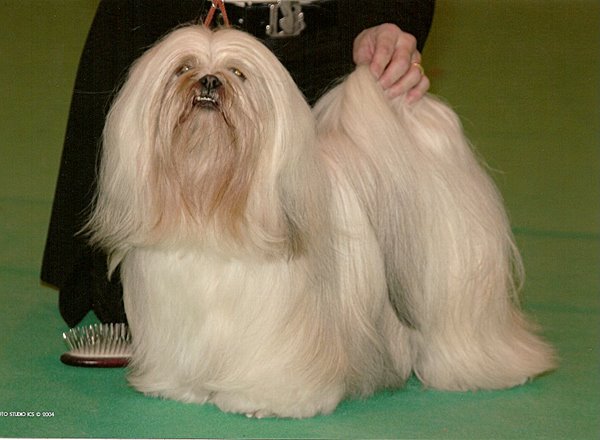 Very Versace's una bomba for cosmiq dit Paty