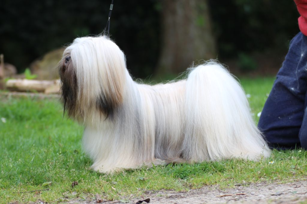 CH. Very Versace's Napoléon bonaparte