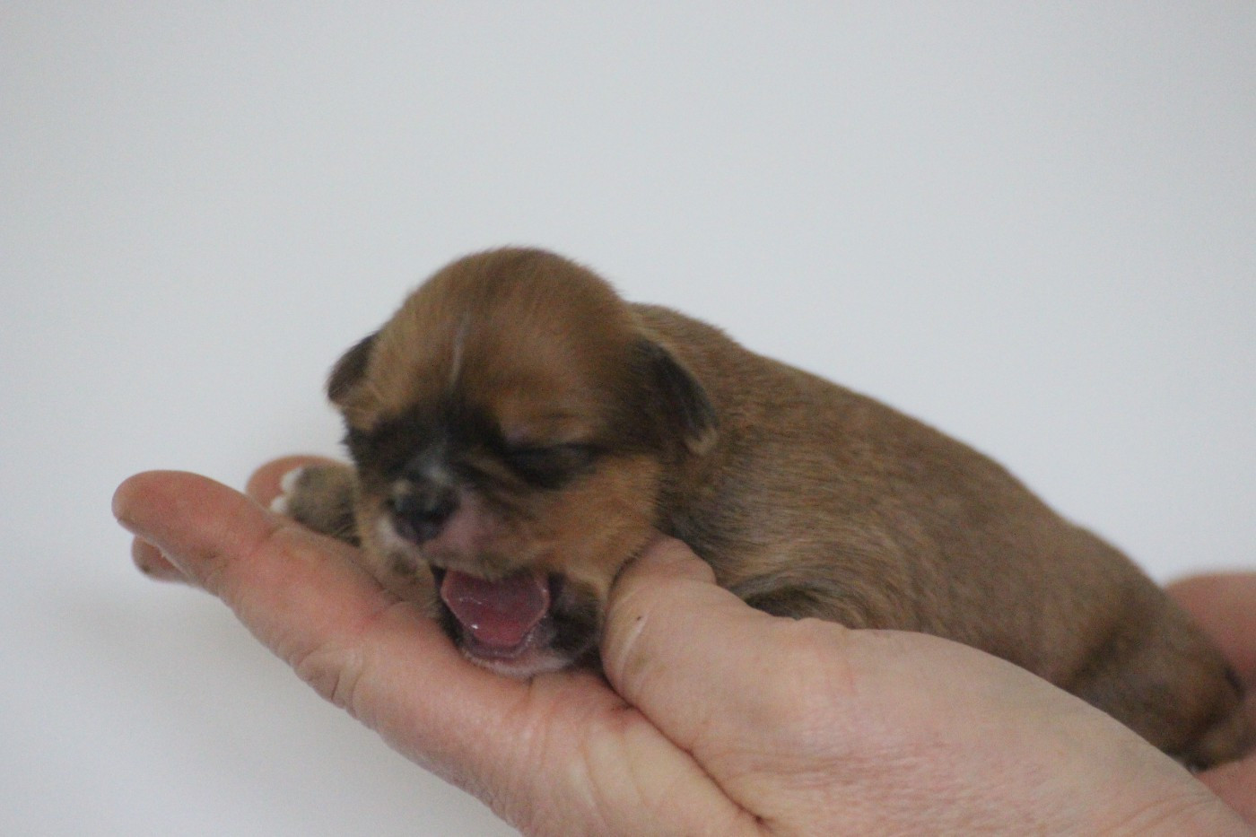 Very Versace's - Chiots disponibles - Lhassa Apso