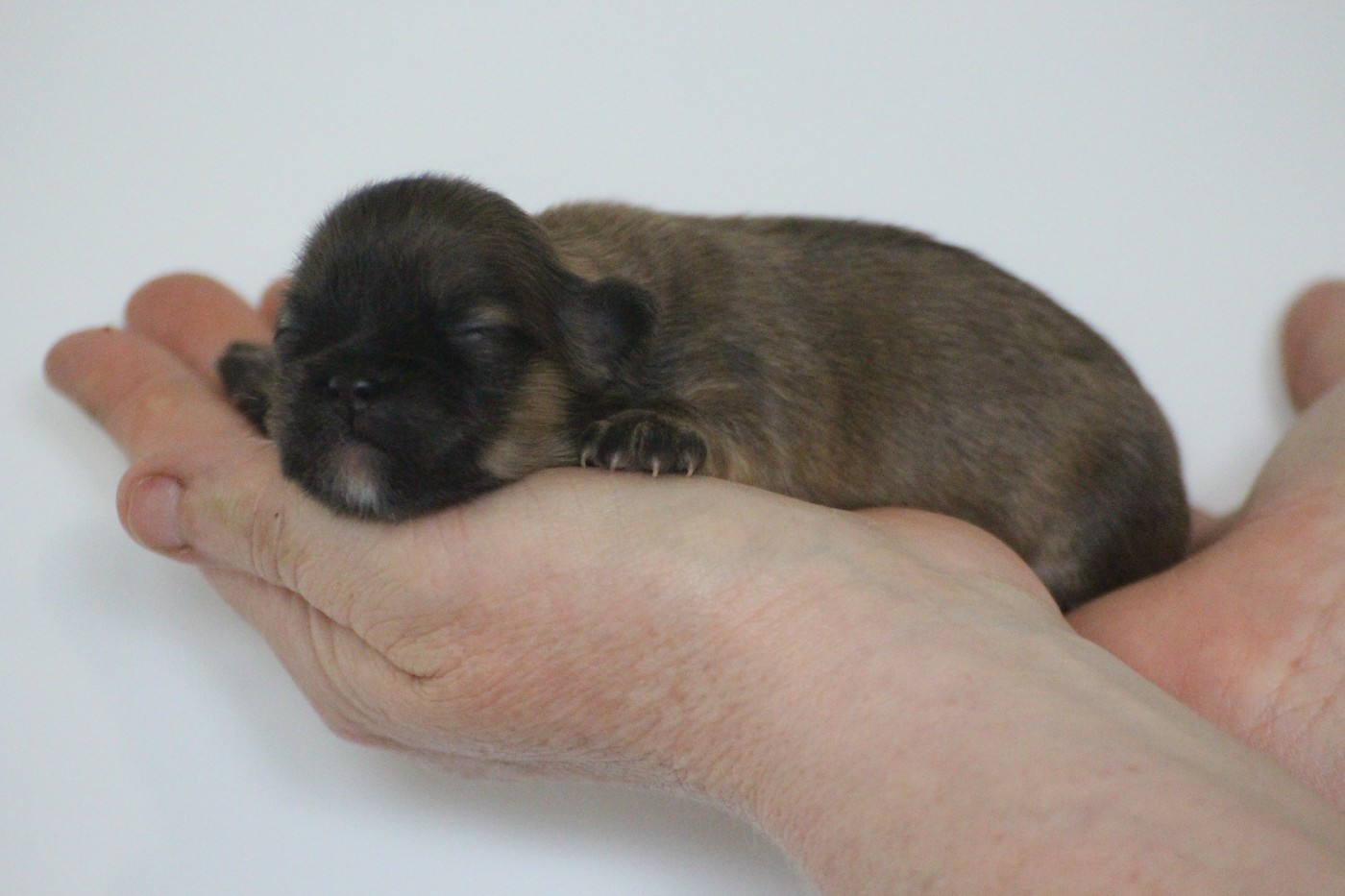 Very Versace's - Chiots disponibles - Lhassa Apso