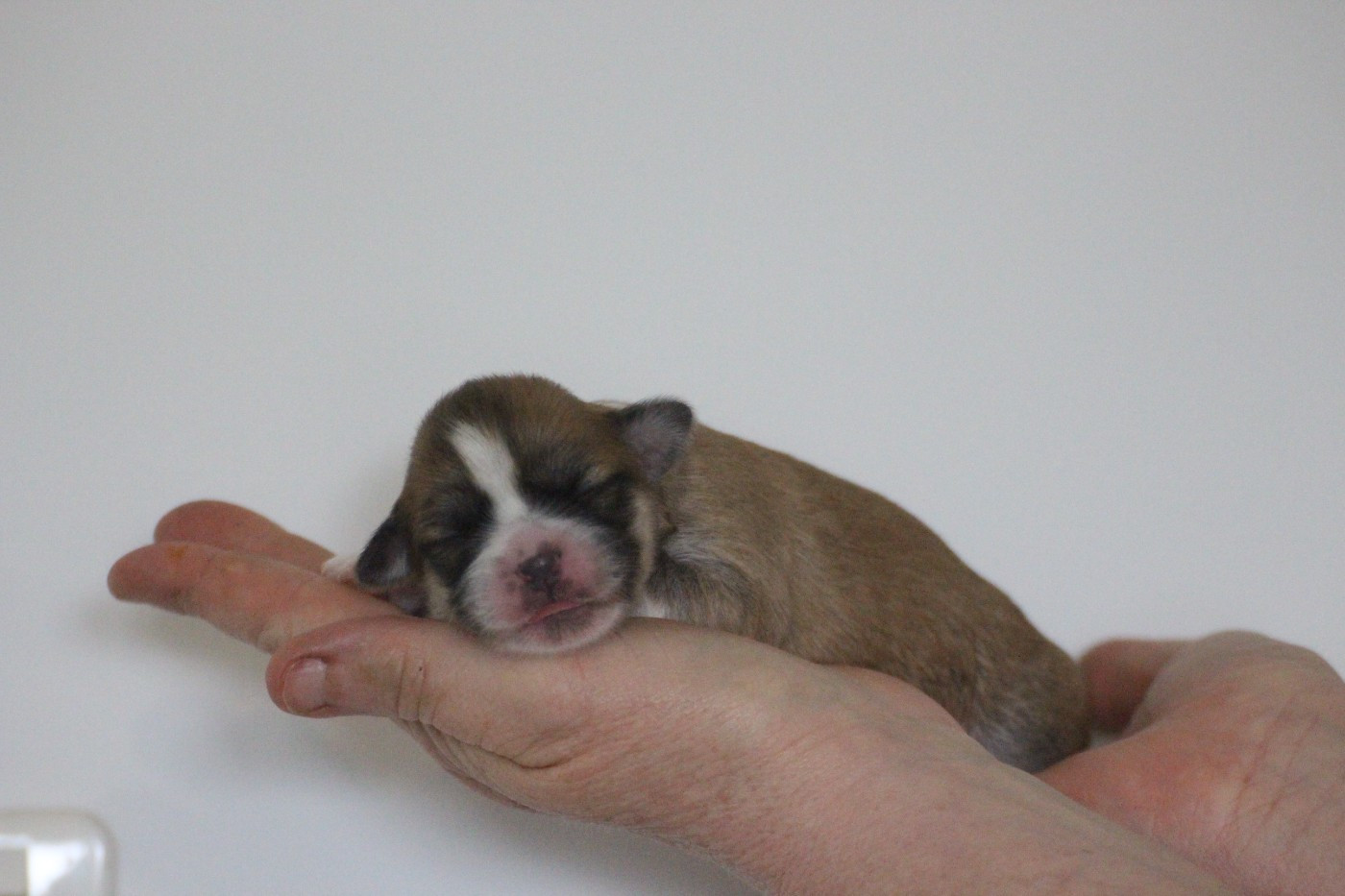 Very Versace's - Chiots disponibles - Lhassa Apso