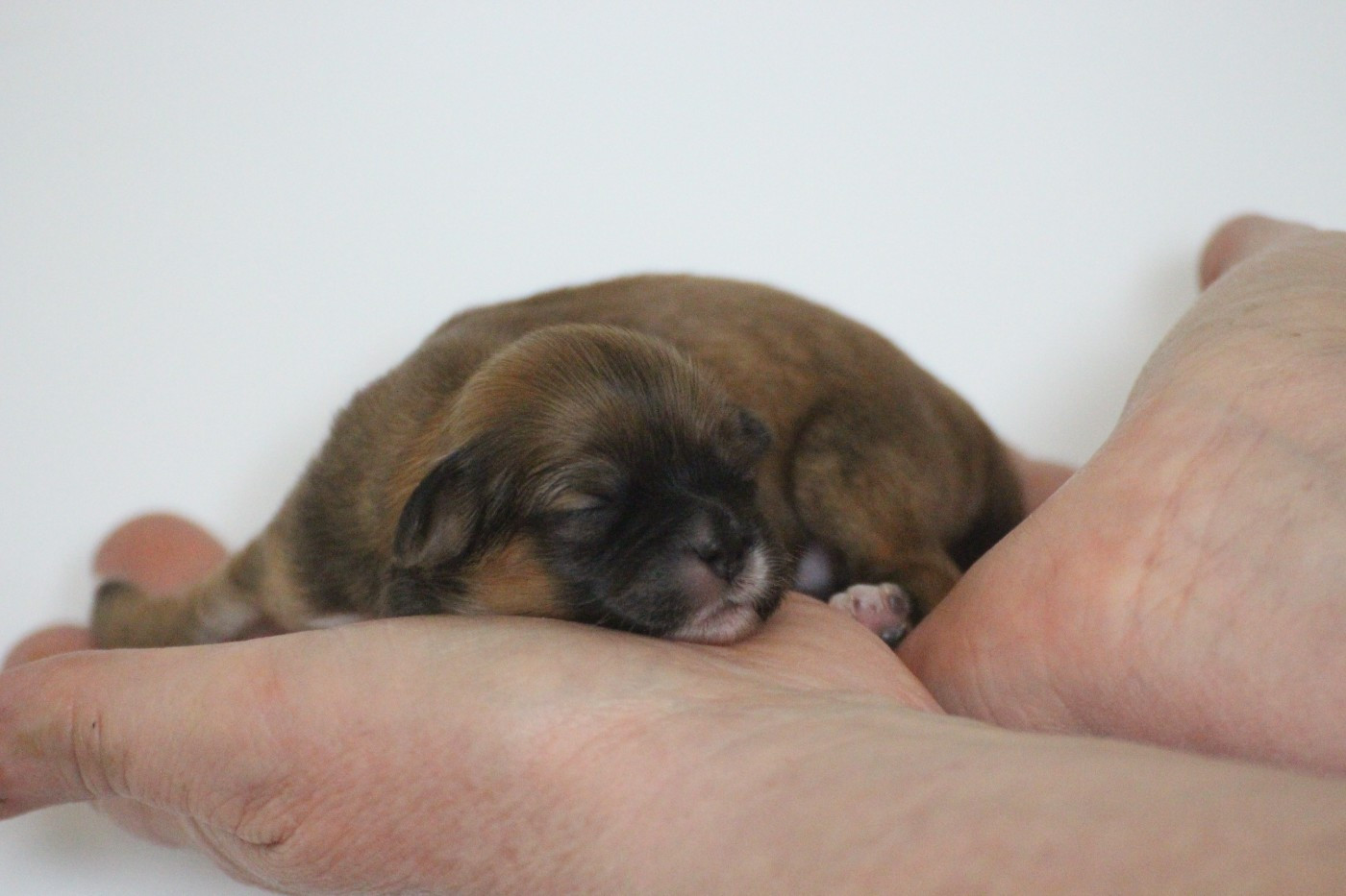 Very Versace's - Chiots disponibles - Lhassa Apso