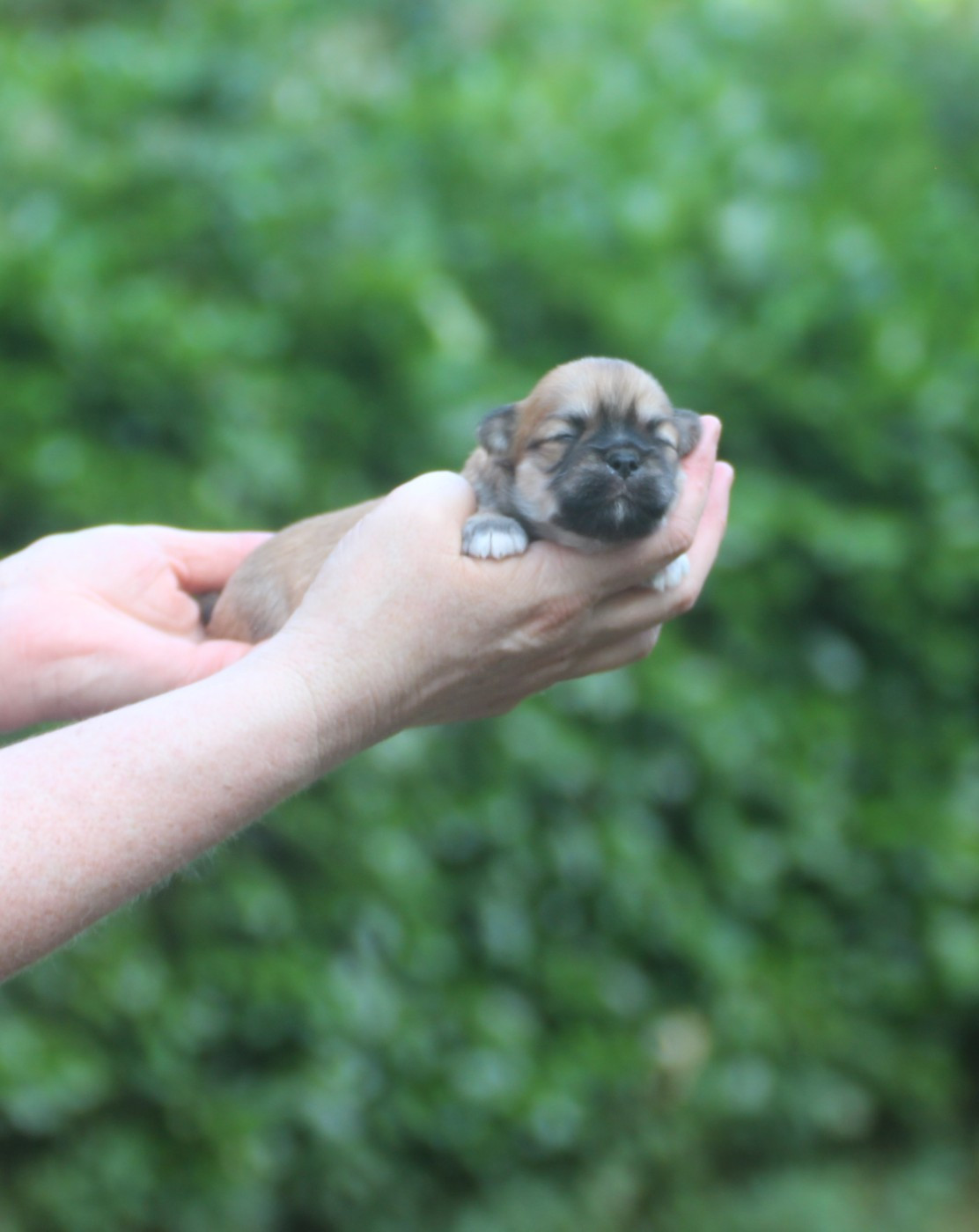 Very Versace's - Chiots disponibles - Lhassa Apso