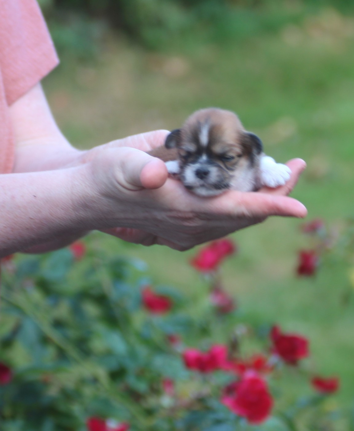Very Versace's - Chiots disponibles - Lhassa Apso
