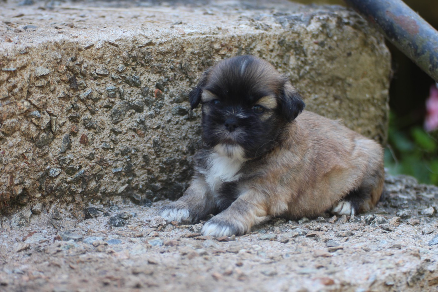 Very Versace's - Chiots disponibles - Lhassa Apso