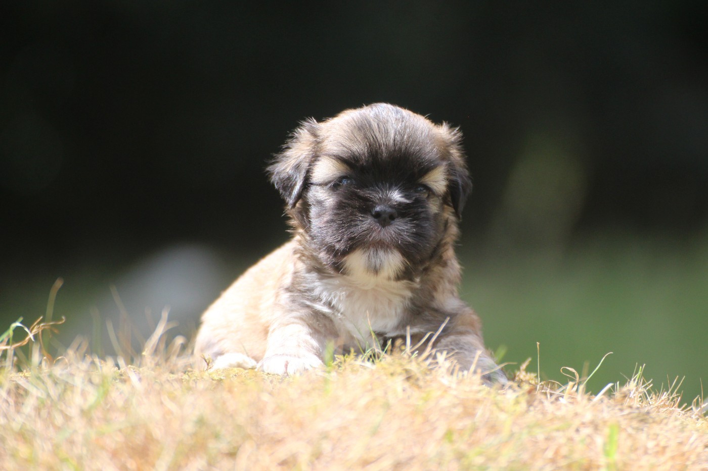 Very Versace's - Chiots disponibles - Lhassa Apso