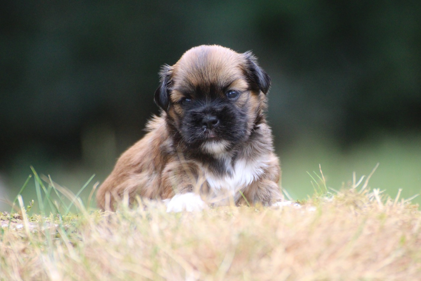 Chiot N°3