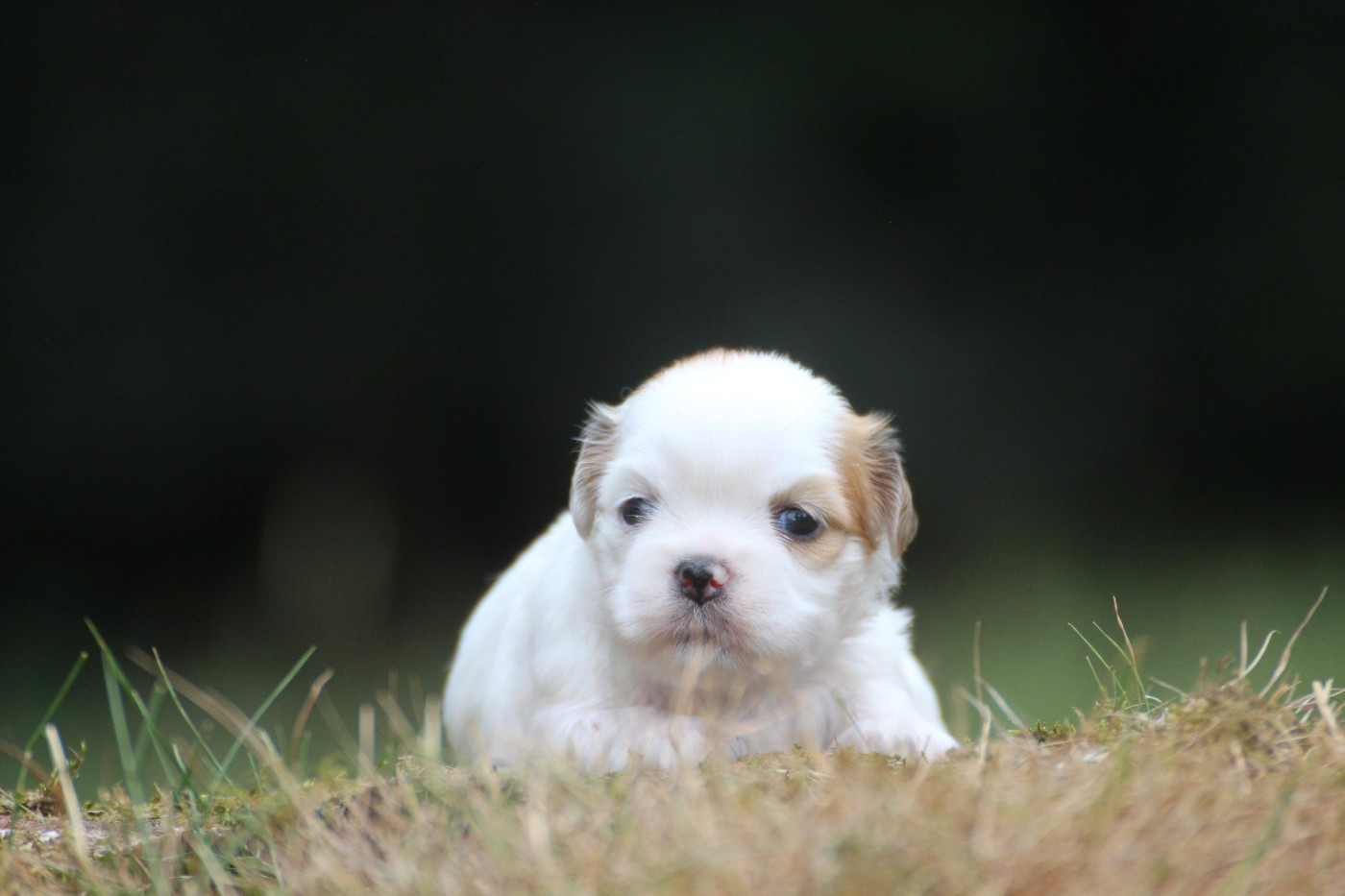Chiot N°7
