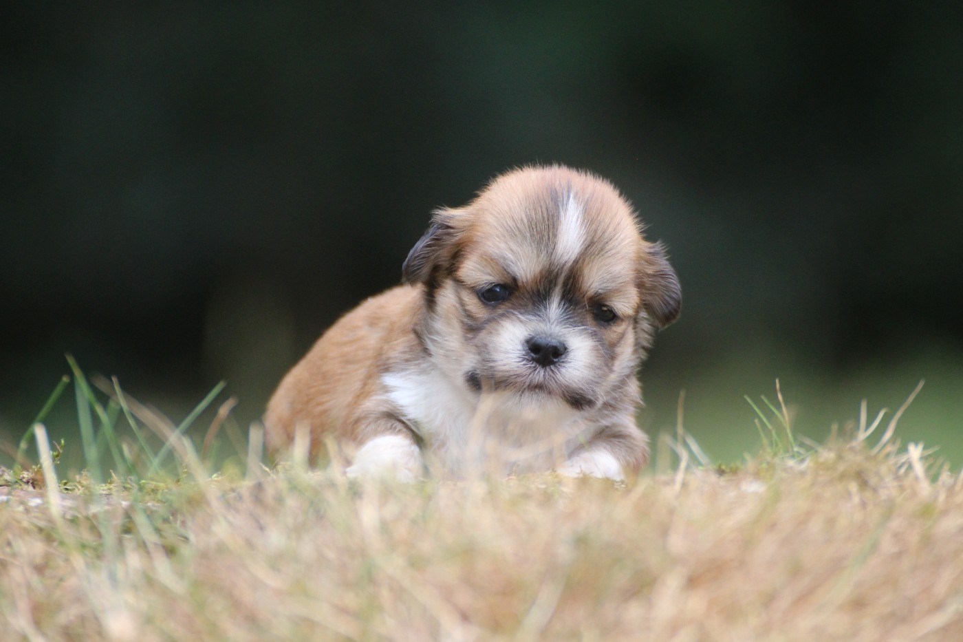 Chiot N°8