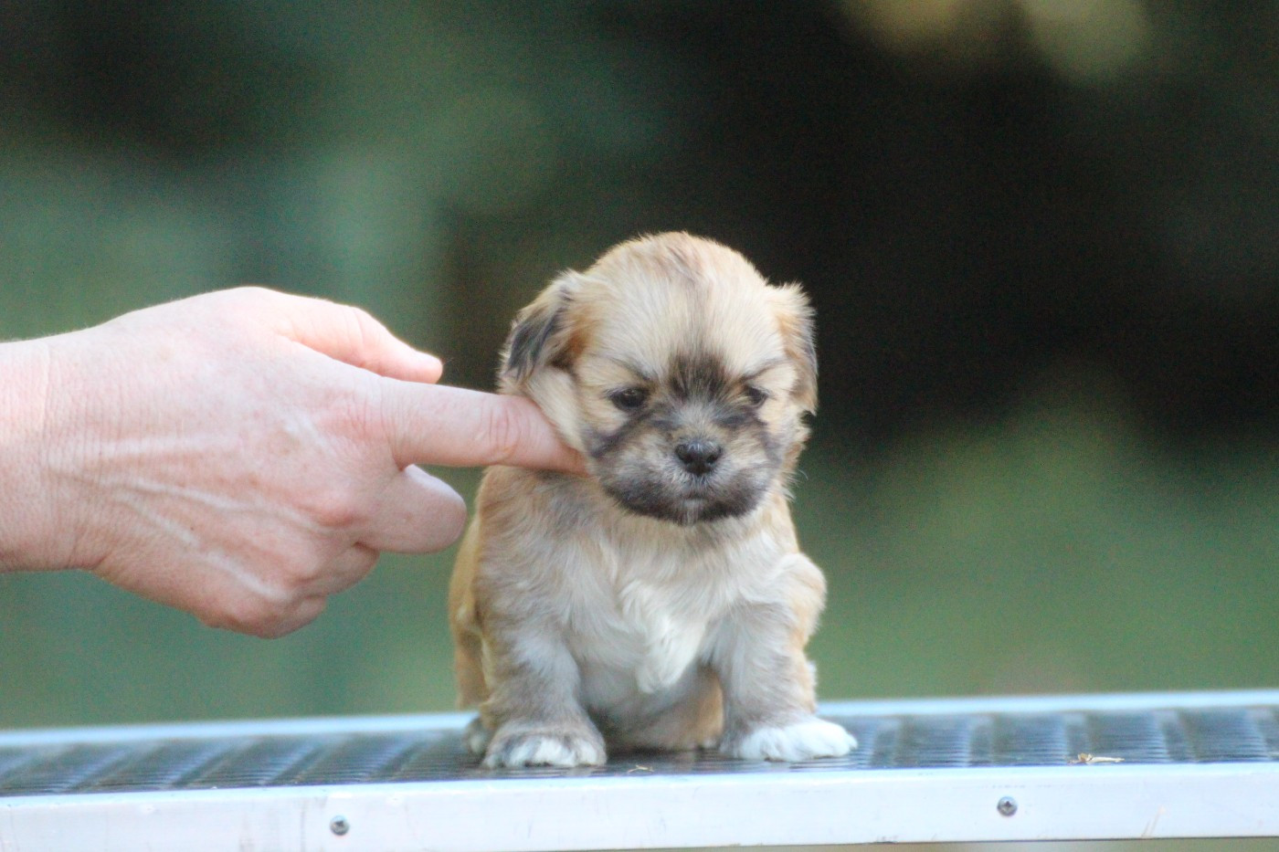Very Versace's - Chiots disponibles - Lhassa Apso