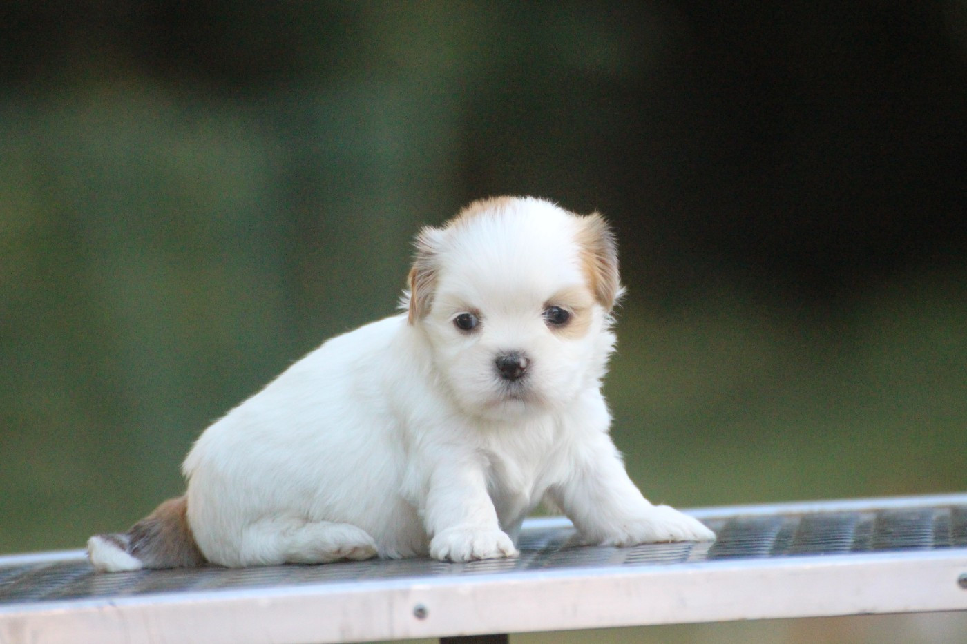 Very Versace's - Chiots disponibles - Lhassa Apso