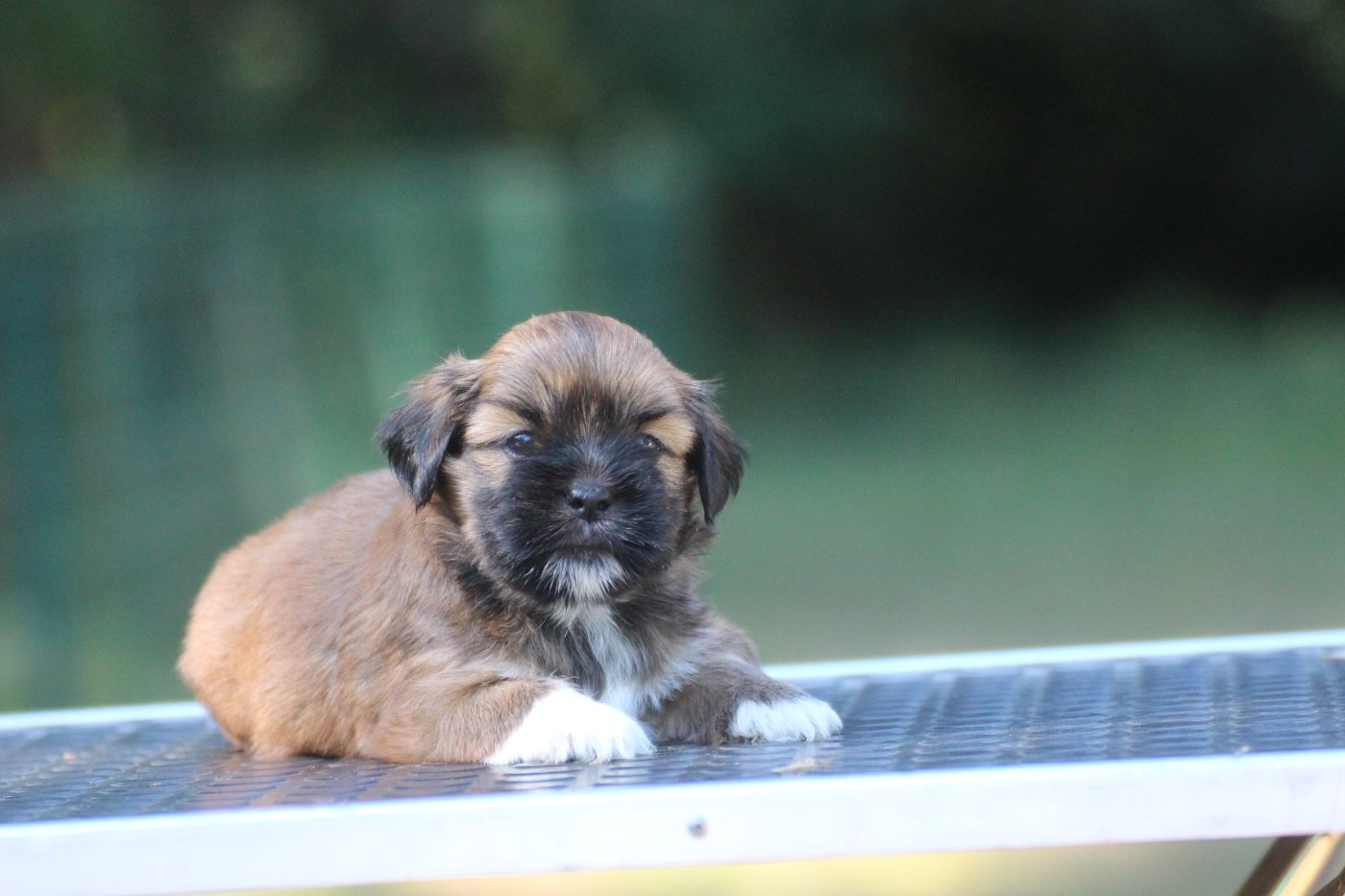 Very Versace's - Chiots disponibles - Lhassa Apso