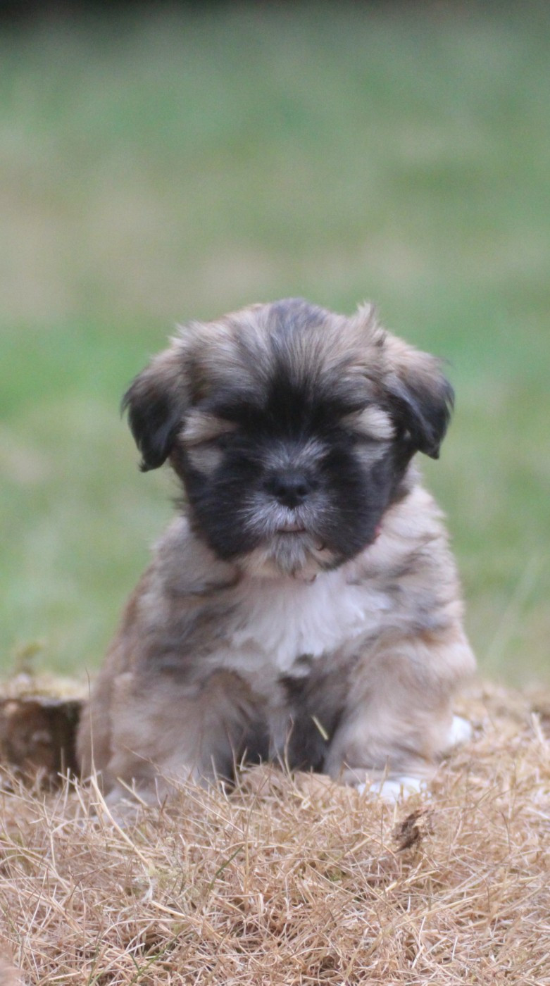 Very Versace's - Chiots disponibles - Lhassa Apso