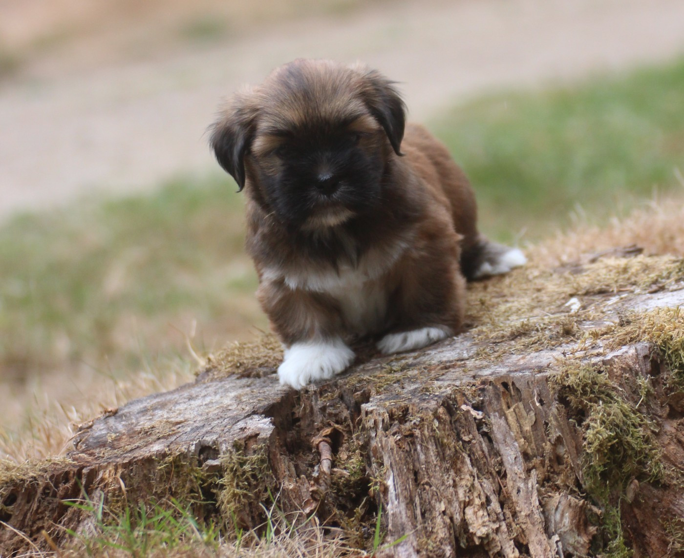 Very Versace's - Chiots disponibles - Lhassa Apso