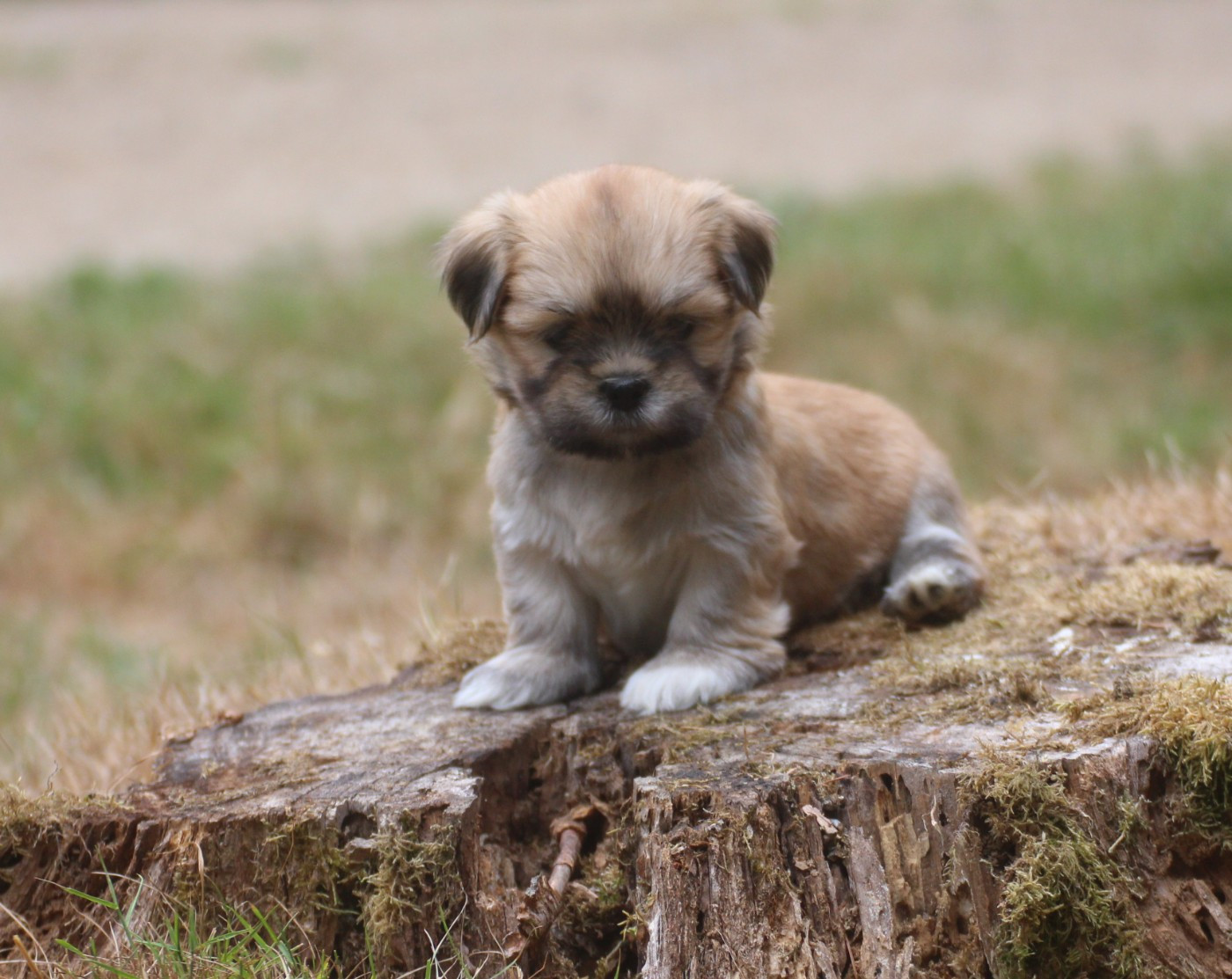 Very Versace's - Chiots disponibles - Lhassa Apso