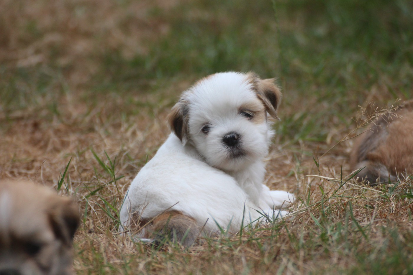 Very Versace's - Chiots disponibles - Lhassa Apso