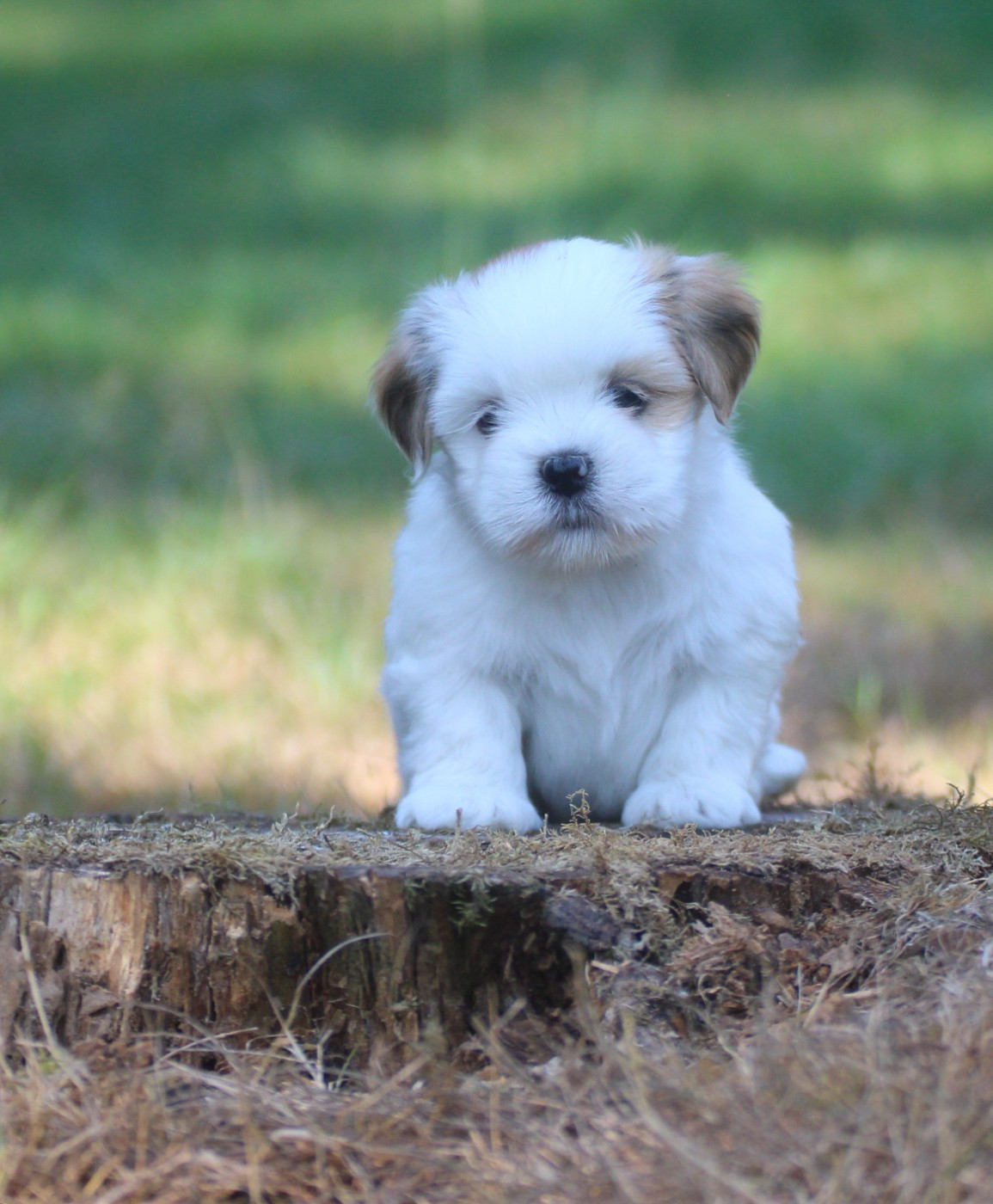 Very Versace's - Chiots disponibles - Lhassa Apso