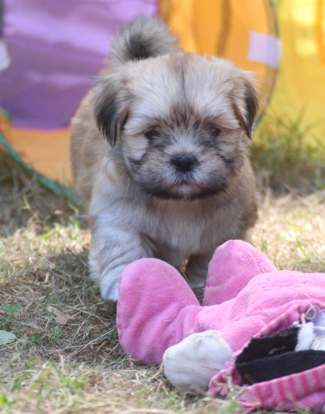 Very Versace's - Chiots disponibles - Lhassa Apso
