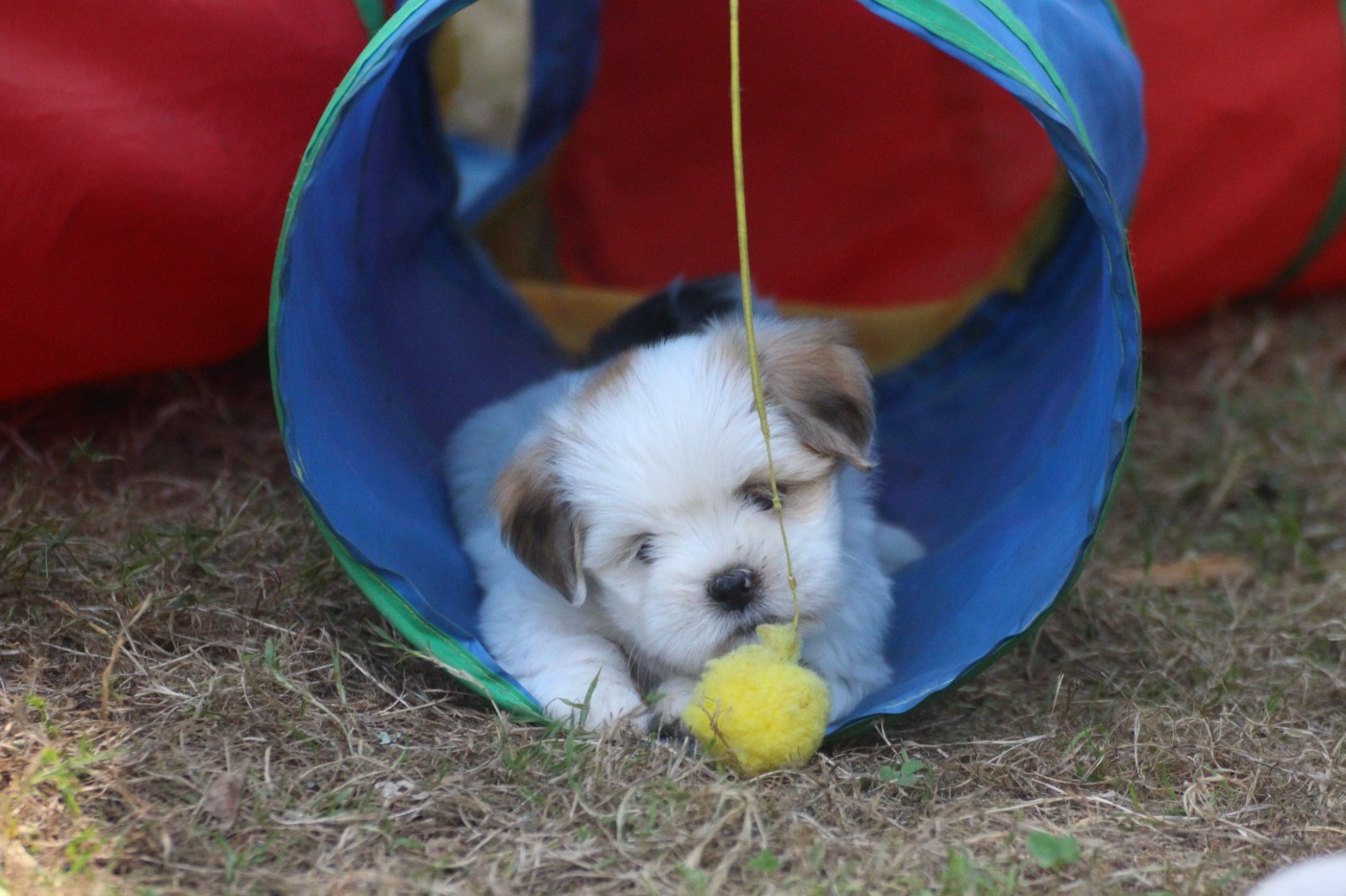 Very Versace's - Chiots disponibles - Lhassa Apso