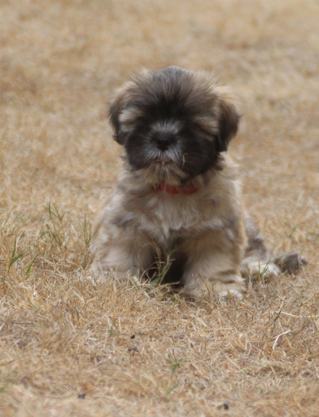 Very Versace's - Chiots disponibles - Lhassa Apso