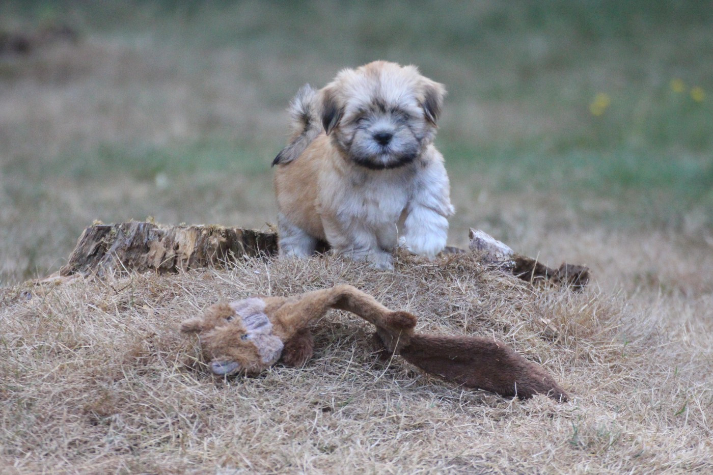 Very Versace's - Chiots disponibles - Lhassa Apso