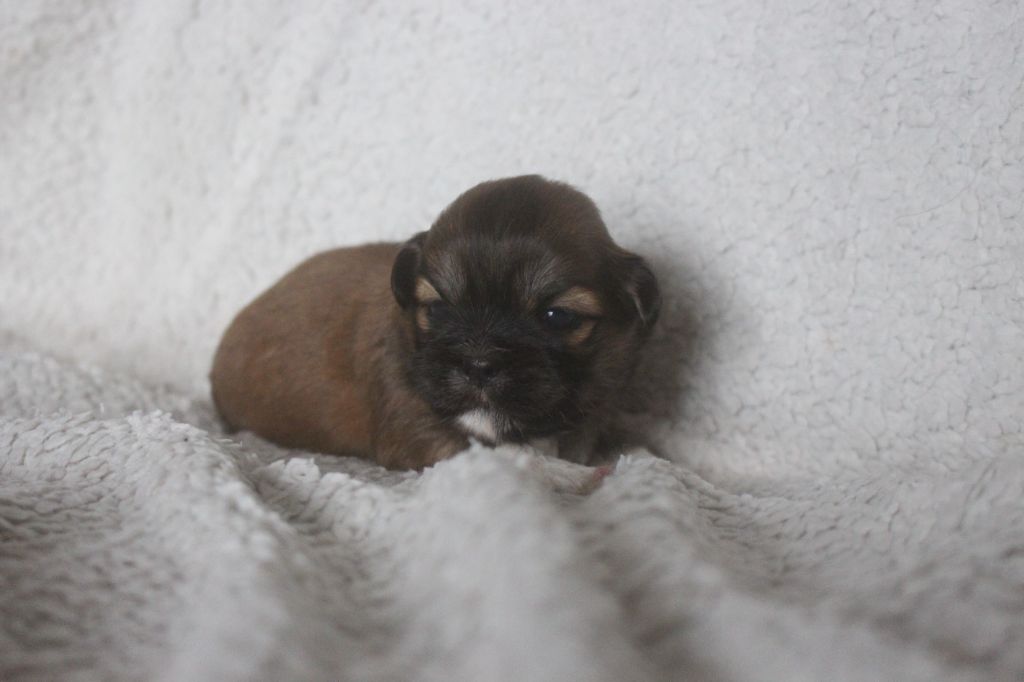 Very Versace's - Chiots disponibles - Lhassa Apso