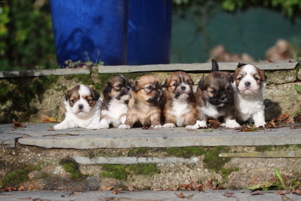 Chiot Lhassa Apso Very Versace's