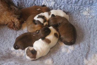 CHIOT