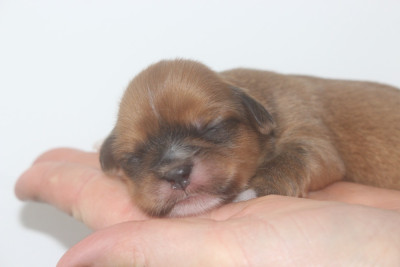 CHIOT 1
