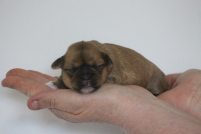 CHIOT 2