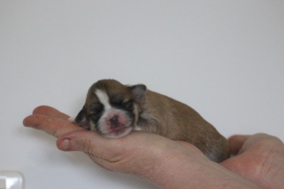 CHIOT 5
