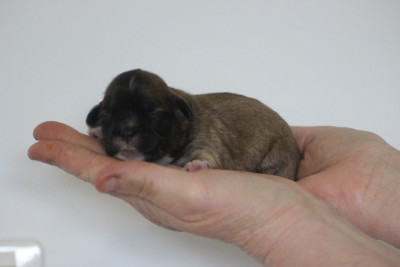 CHIOT 6