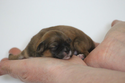 CHIOT 7