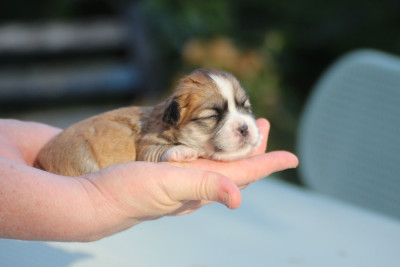 CHIOT 1
