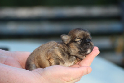 CHIOT 2