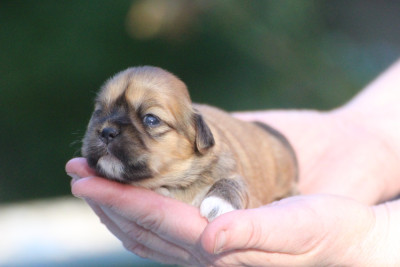 CHIOT 5
