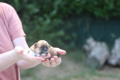 Chiot N°2