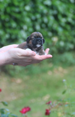 Chiot N°3