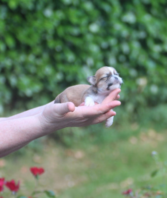 Chiot N°5