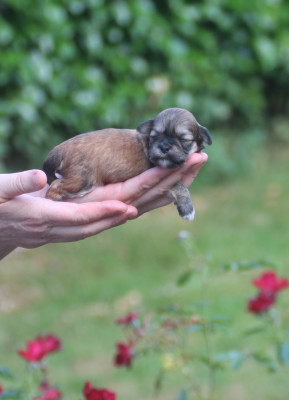Chiot N°6