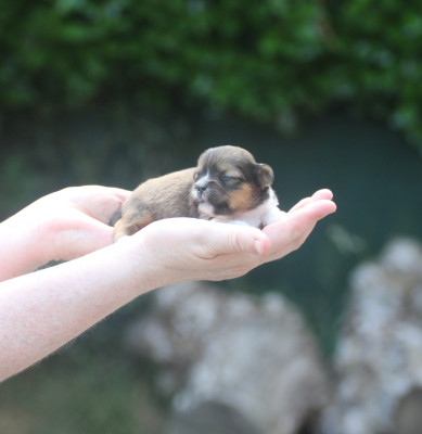 Chiot N°1