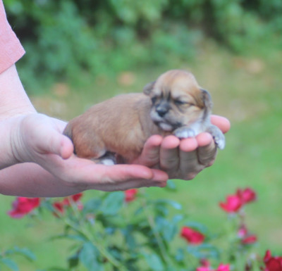 Chiot N°9