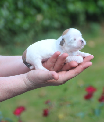 Chiot N°7