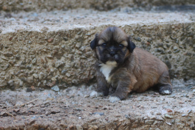 CHIOT 4